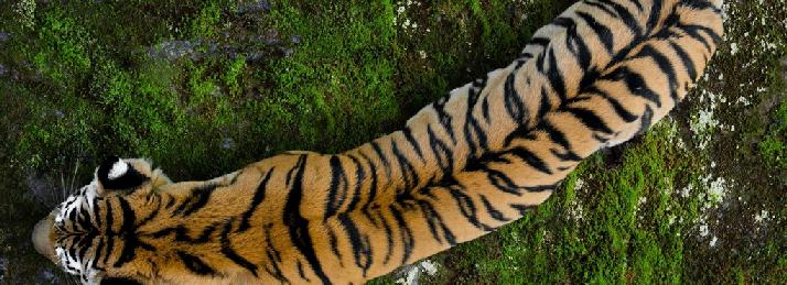 pola garis garis kulit harimau